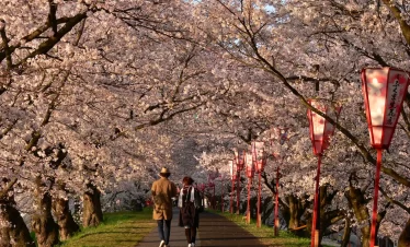 Cherry Blossoms Small Group