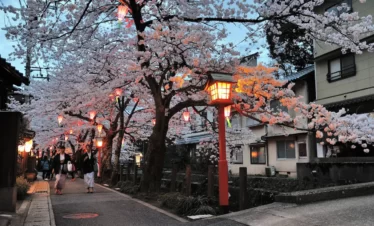 Cherry Blossoms Tour